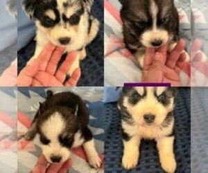 Alaskan Malamute-Australian Shepherd-Siberian Husky Mix Puppy for sale in MONTGOMERY, AL, USA