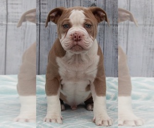 Olde English Bulldogge Puppy for sale in FREDERICKSBURG, OH, USA