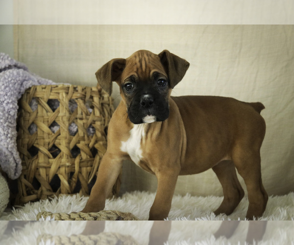Medium Photo #6 Boxer Puppy For Sale in SHIPSHEWANA, IN, USA