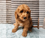 Puppy Princess Cavapoo (Miniature)-Poodle (Standard) Mix