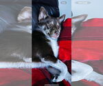 Small #3 Siberian Husky