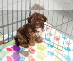 Small #2 ShihPoo