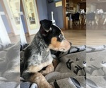 Small #5 Australian Cattle Dog
