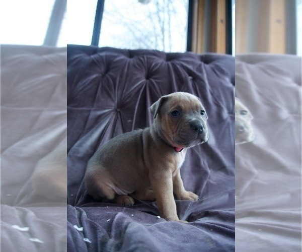 Medium Photo #3 American Pit Bull Terrier Puppy For Sale in ORANGE, NJ, USA