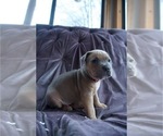 Small Photo #13 American Pit Bull Terrier Puppy For Sale in ORANGE, NJ, USA