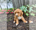 Puppy Echo Poodle (Miniature)