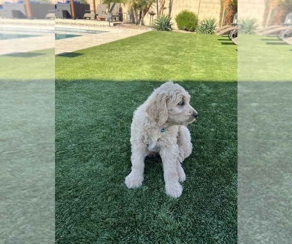 Medium Photo #104 Goldendoodle Puppy For Sale in PHOENIX, AZ, USA