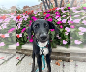 Doritos - Male Mutt Dog for Adoption