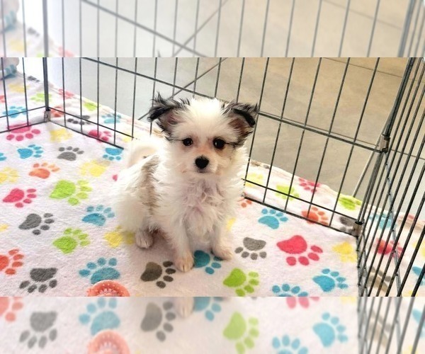 Medium Photo #4 Papitese Puppy For Sale in ORO VALLEY, AZ, USA