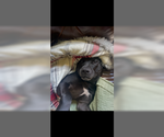 Small #2 Labrador Retriever Mix