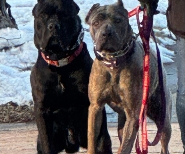 Medium Photo #1 Cane Corso Puppy For Sale in WAUWATOSA, WI, USA