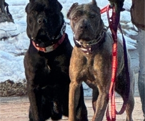 Mother of the Cane Corso puppies born on 05/23/2026