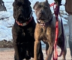 Small Photo #1 Cane Corso Puppy For Sale in WAUWATOSA, WI, USA