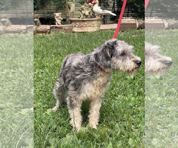 Medium Photo #3 Mutt Puppy For Sale in HOPKINSVILLE/PRINCETON, KY, NH, USA