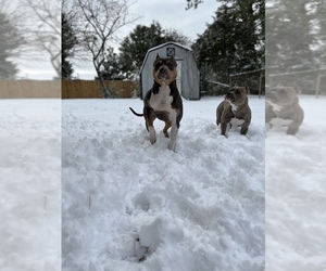 American Bully-Bullypit Mix Puppy for sale in CHESAPEAKE, VA, USA