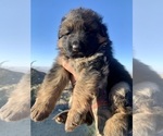 Small #7 German Shepherd Dog