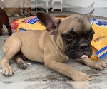 Small Photo #3 French Bulldog Puppy For Sale in DURANTS NECK, NC, USA