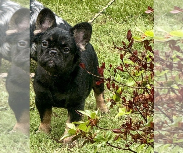 Medium Photo #14 French Bulldog Puppy For Sale in BONNEAU, SC, USA