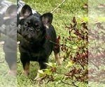 Small #13 French Bulldog