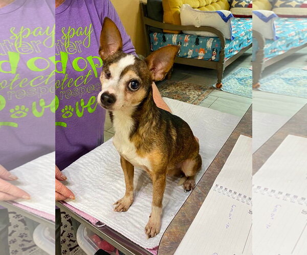 Medium Photo #1 Chihuahua Puppy For Sale in Benton, LA, USA