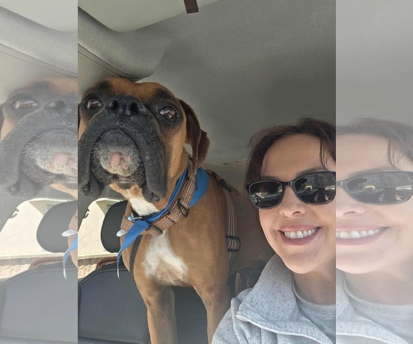 Medium Photo #3 Boxer Puppy For Sale in Dumont, NJ, USA