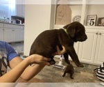 Small Photo #10 Labrador Retriever Puppy For Sale in HOLLYWOOD, AL, USA