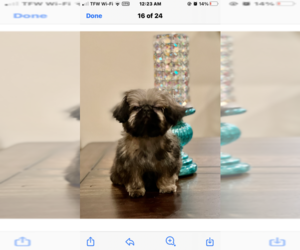 Shih Tzu Puppy for sale in MILTON, FL, USA