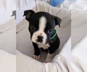 Boston Terrier Puppy for Sale in LOUISVILLE, Kentucky USA