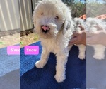 Small Photo #5 Aussiedoodle Puppy For Sale in SPARTANBURG, SC, USA