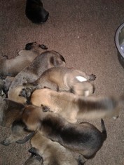 Bullmastiff-Presa Canario Mix Puppy for sale in GWYNN OAK, MD, USA
