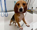 Small #5 Beagle Mix
