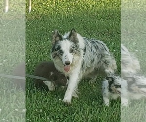 Father of the Border Collie puppies born on 05/08/2021