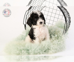 Small Photo #22 Saint Berdoodle Puppy For Sale in LEAVENWORTH, IN, USA