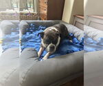 Small #2 Boxer