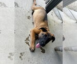 Small #7 Black Mouth Cur-Labrador Retriever Mix