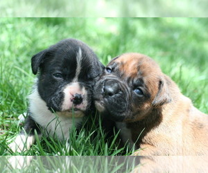 Boxer Litter for sale in PARKER, CO, USA
