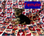 Small #1 Yorkshire Terrier