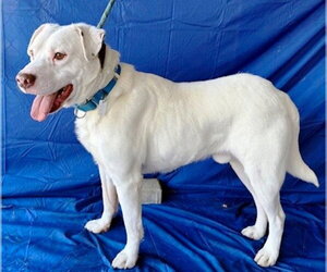 Sammy *Cross post* - Male Labrador Retriever-Unknown Mix Dog for Adoption - Photo #2