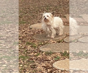 Yorkshire Terrier Puppy for sale in CHESNEE, SC, USA