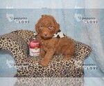 Small #4 Aussiedoodle-Poodle (Toy) Mix