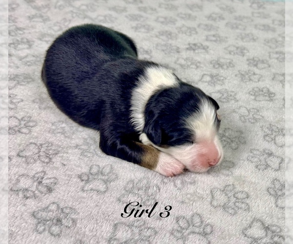 Medium Photo #8 Australian Shepherd Puppy For Sale in SALISBURY, NC, USA