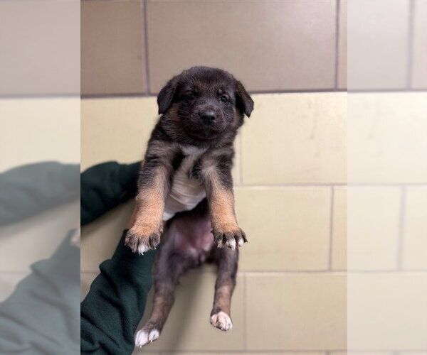 Medium Photo #1 German Shepherd Dog Puppy For Sale in Riverside, CA, USA