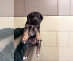 Small German Shepherd Dog
