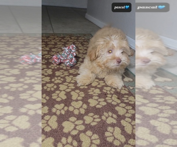 Medium Photo #2 Zuchon Puppy For Sale in TUCSON, AZ, USA