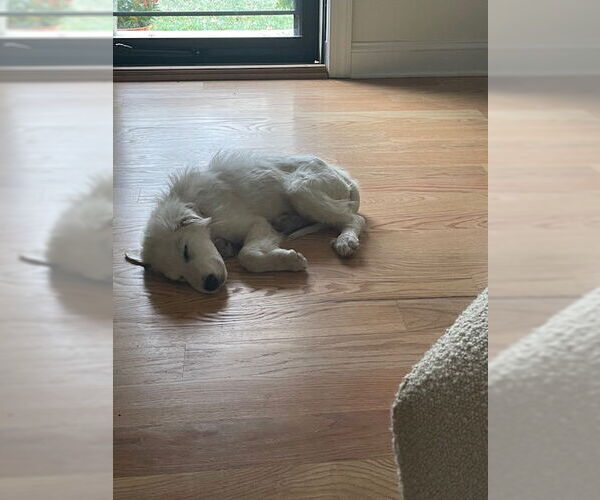 Medium Photo #5 Great Pyrenees Puppy For Sale in Doylestown, PA, USA