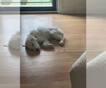 Small #4 Great Pyrenees
