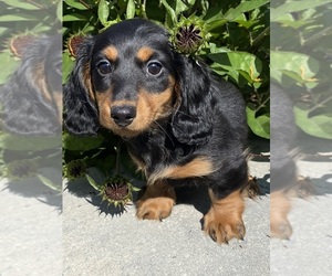 Dachshund Puppy for sale in CANOGA, NY, USA