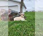 Small Photo #1 Shih Tzu-Zuchon Mix Puppy For Sale in GREENWOOD, WI, USA