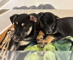 Small Photo #9 Shepradors Puppy For Sale in Princeton, MN, USA