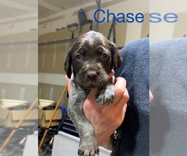 Medium Photo #3 Wirehaired Pointing Griffon Puppy For Sale in LEBANON, OH, USA